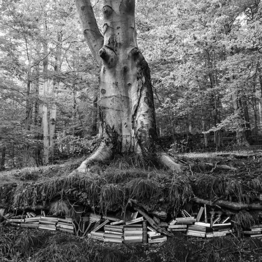 drzewo kowary kamil myszkowski